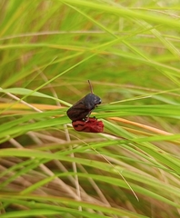 Mahanarva fimbriolata