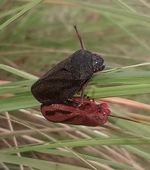 Mahanarva fimbriolata