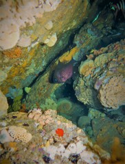 Pempheris multiradiata