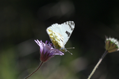 Euchloe ausonia taurica