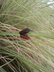 Mahanarva fimbriolata