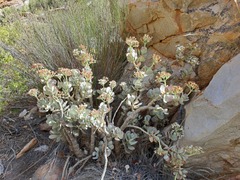 Crassula arborescens