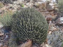 Euphorbia heptagona