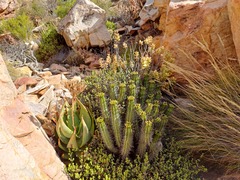 Euphorbia heptagona