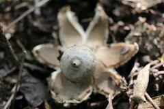 Geastrum pectinatum