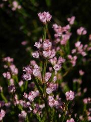 Erica corifolia