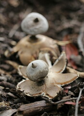 Geastrum pectinatum