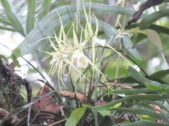 Brassia verrucosa