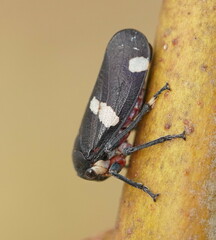 Eurymela distincta