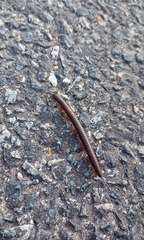 Pachyiulus oenologus