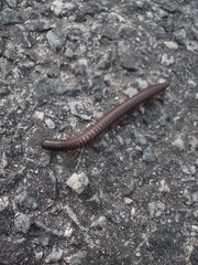 Pachyiulus oenologus