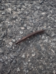 Pachyiulus oenologus