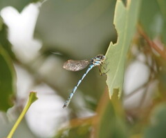 Austrolestes annulosus