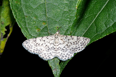 Hymenomima umbelularia