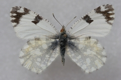 Euchloe ausonia taurica