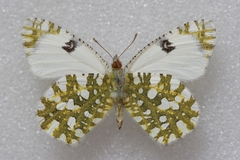 Euchloe ausonia taurica