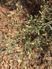 Baccharis plummerae plummerae