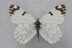 Euchloe ausonia taurica