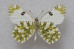 Euchloe ausonia taurica