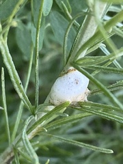 Rhopalomyia floccosa