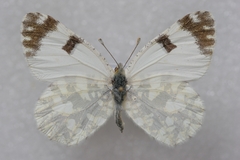 Euchloe ausonia taurica