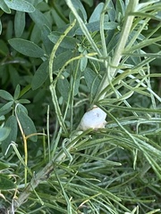 Rhopalomyia floccosa