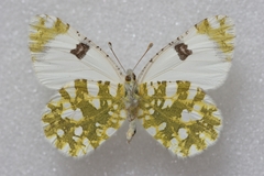 Euchloe ausonia taurica