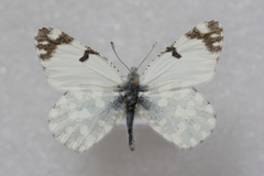 Euchloe ausonia taurica