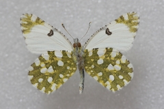 Euchloe ausonia taurica