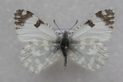 Euchloe ausonia taurica
