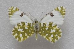 Euchloe ausonia taurica