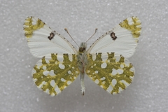 Euchloe ausonia taurica