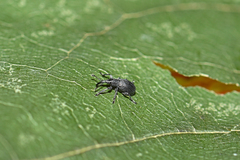 Diplapion detritum