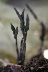 Xylaria comosa