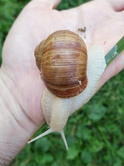 Helix pomatia