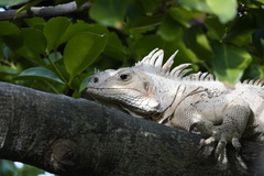 Iguanidae