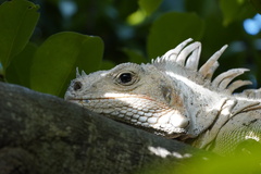 Iguanidae