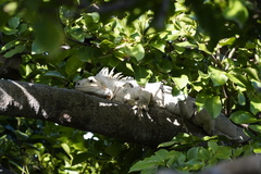 Iguanidae