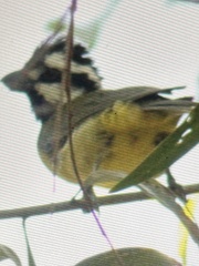 Falcunculus frontatus