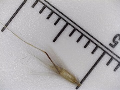 Rytidosperma semiannulare