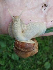 Helix pomatia