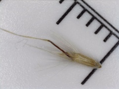 Rytidosperma semiannulare