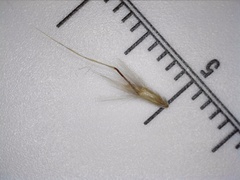 Rytidosperma semiannulare