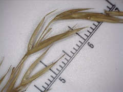 Rytidosperma semiannulare