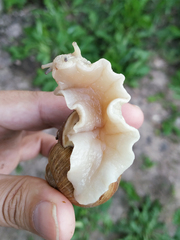 Helix pomatia