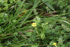 Erythranthe szechuanensis