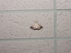 Agrioglypta itysalis