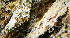 Parablennius tasmanianus