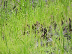 Gallinago gallinago gallinago