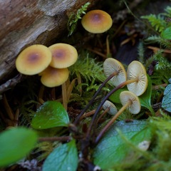 Heimiomyces